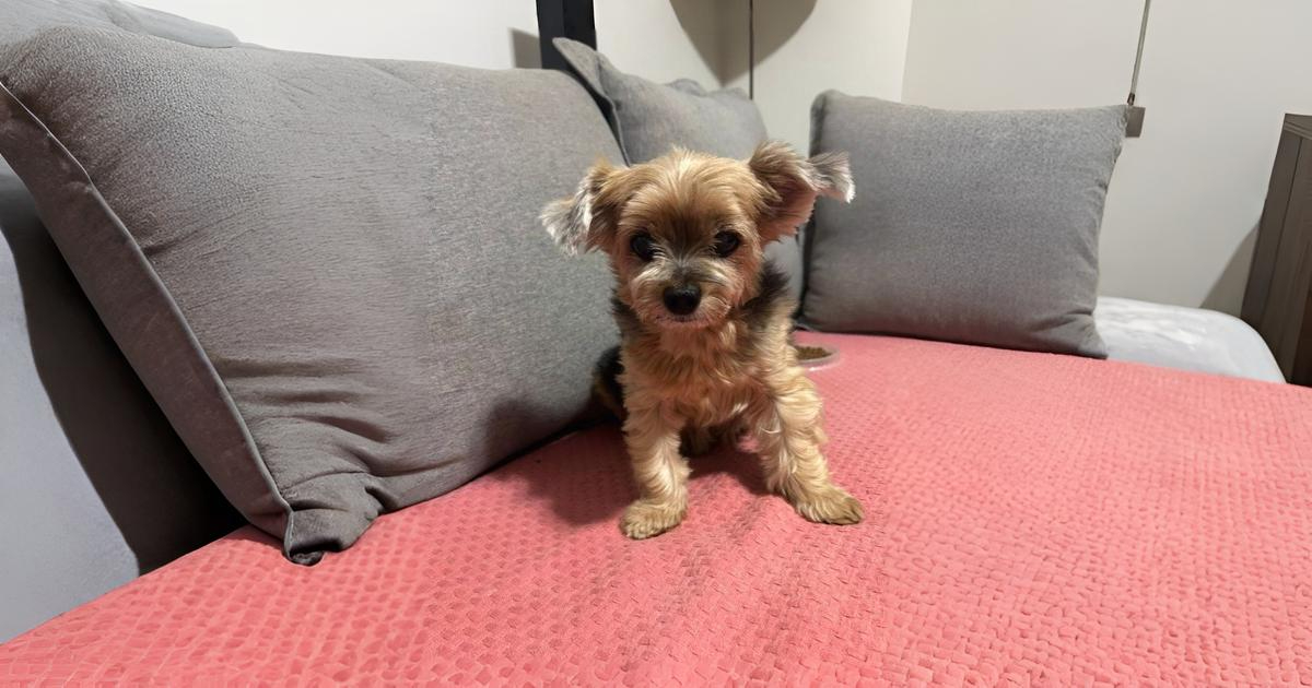 USP recruta tutores para analisar efeitos do ruído urbano no comportamento e no descanso dos seus cães